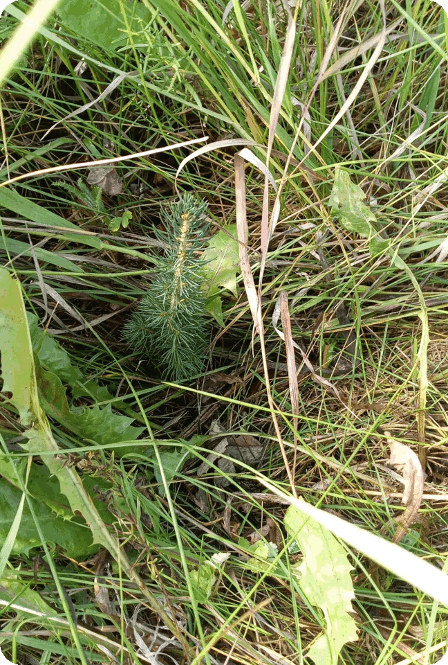 planted tree