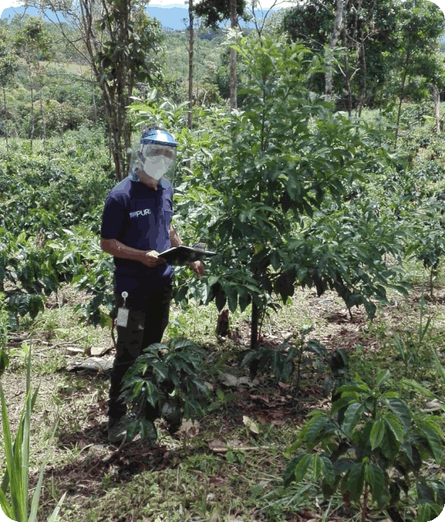 planted tree