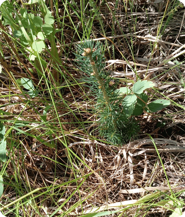 planted tree