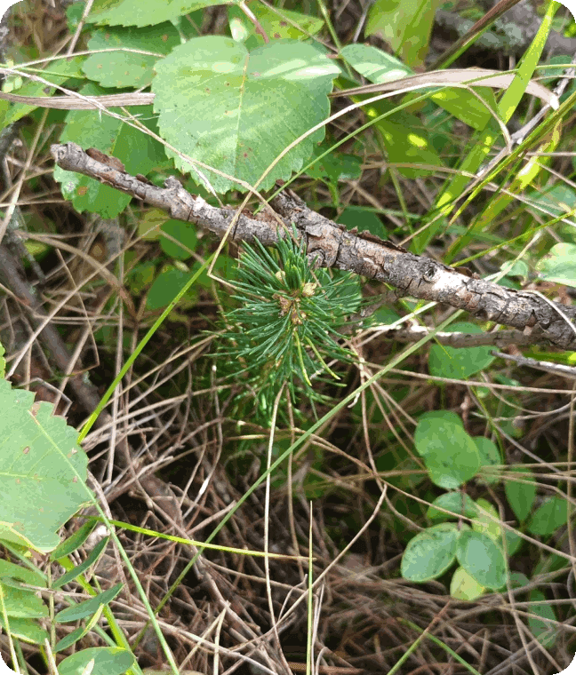 planted tree