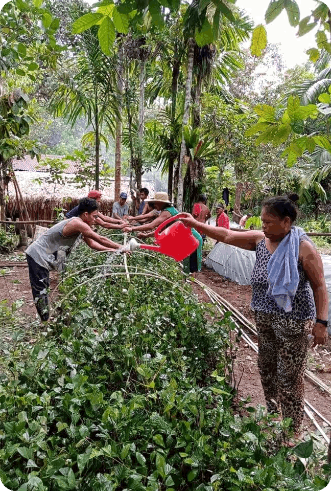 planted tree