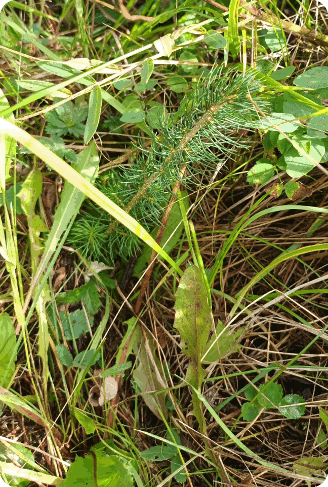 planted tree